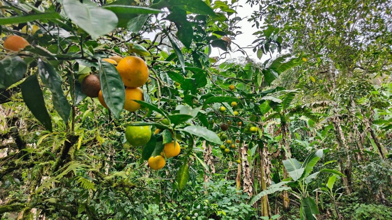 Minca Sintropia - Sustainable Lodge & Organic Coffee Finca Zewnętrze zdjęcie