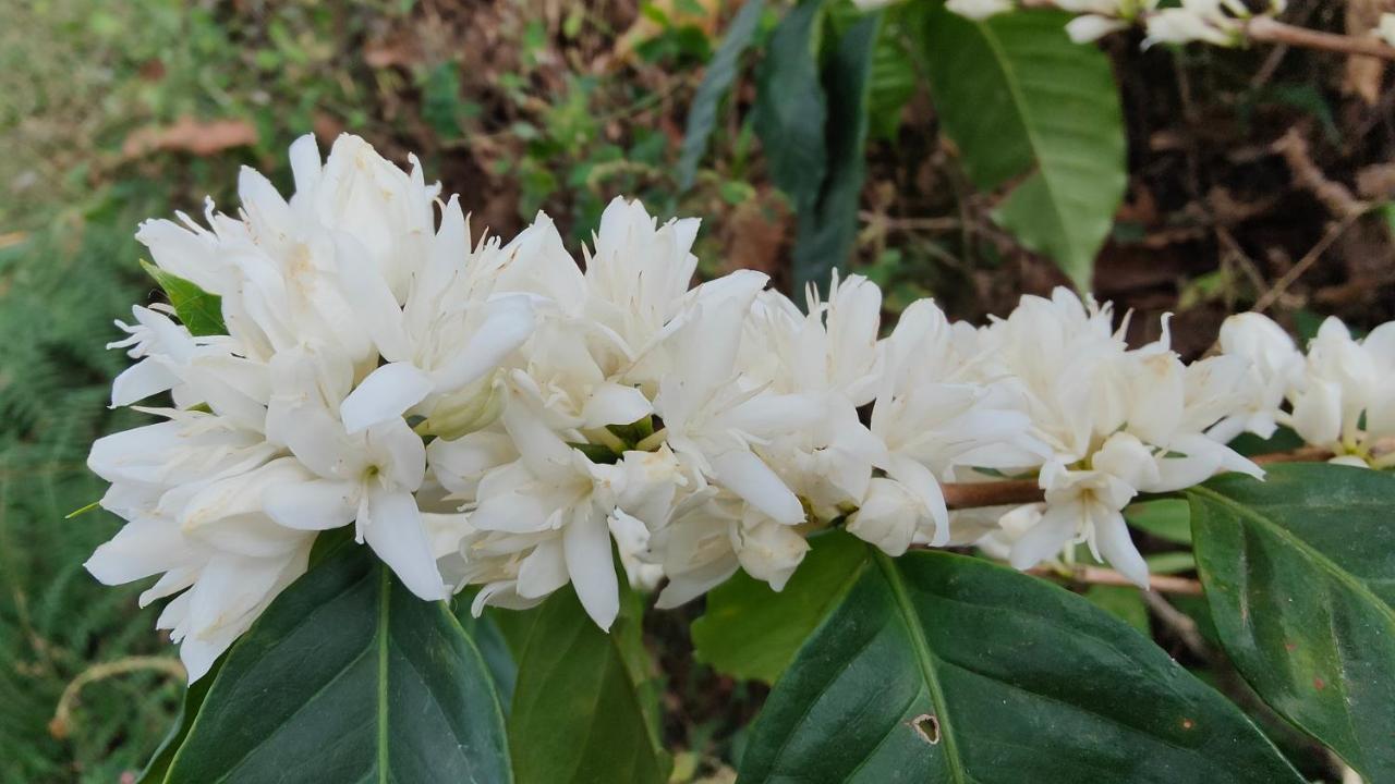 Minca Sintropia - Sustainable Lodge & Organic Coffee Finca Zewnętrze zdjęcie