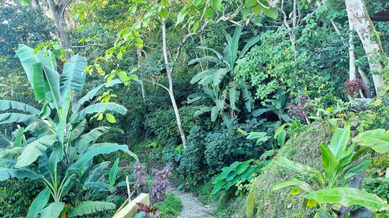 Minca Sintropia - Sustainable Lodge & Organic Coffee Finca Zewnętrze zdjęcie